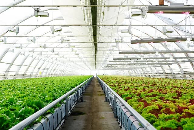 Hydroponic Systems