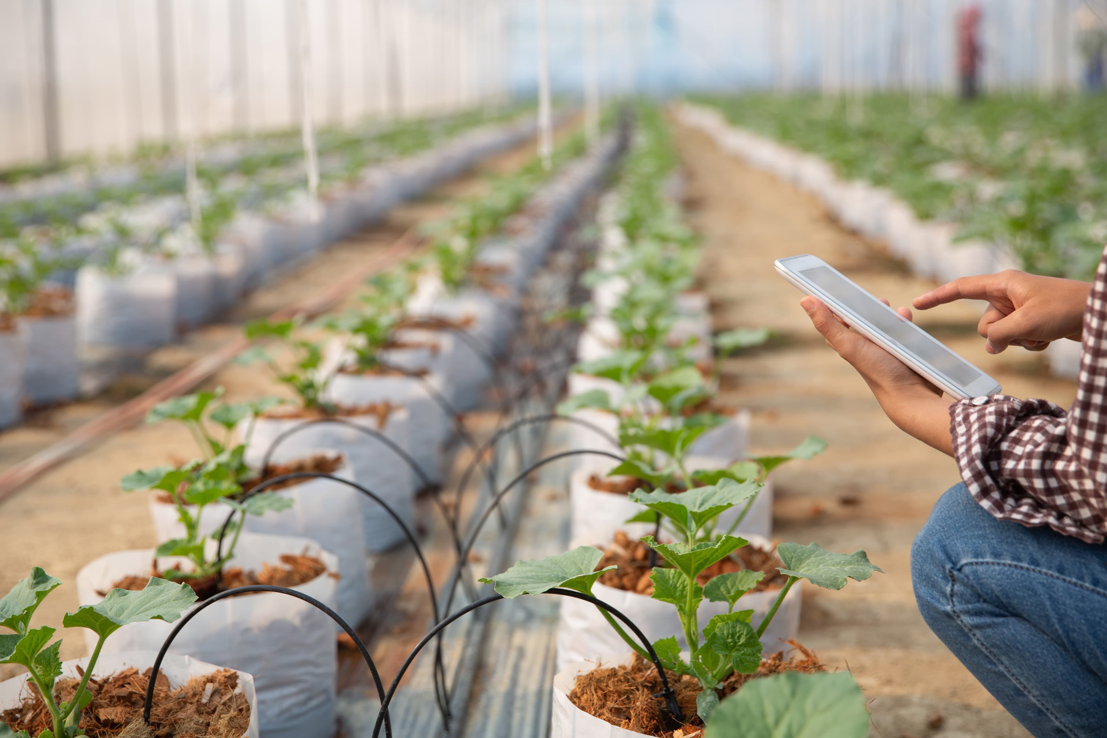 Tech-Driven Farming: Bridging Innovation and Sustainability